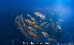 Twin Spot Snapper Spawning. Around a few days leading up ... by Richard Barnden 